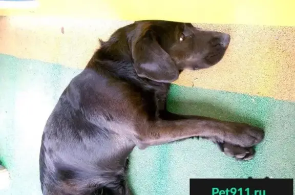Пропала и найдена породистая лабрадор-щенок в Люберцах