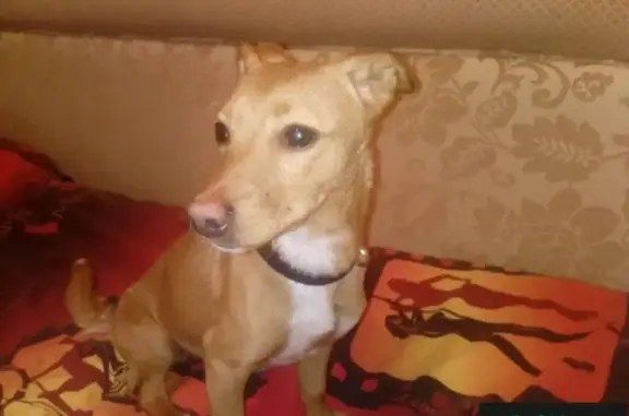 Найдена маленькая добрая собачка в поселке Юность, Сургут