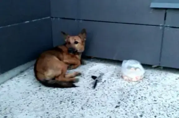 Найден щенок на Комсомольском проспекте в Томске