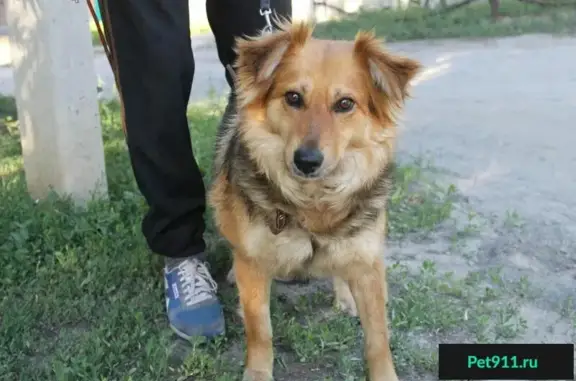 Найдены собаки в Ростове-на-Дону!