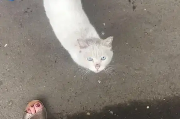 Найдена кошка в Хабаровске!
