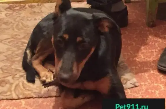 Найдена домашняя собака на Московском ш. в Самаре