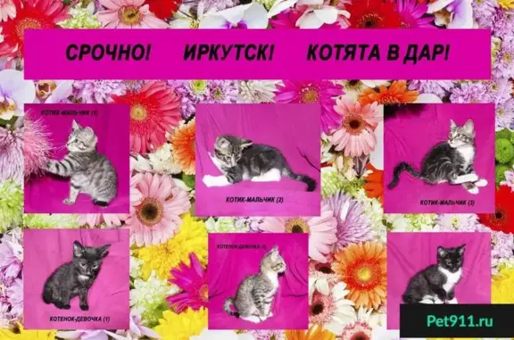 Найдены котята в Иркутске, возле дома 19а, дарим хорошим людям!
