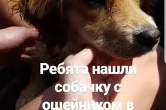Собака найдена во Владивостоке, нужна передержка #ЖивотныеVDK