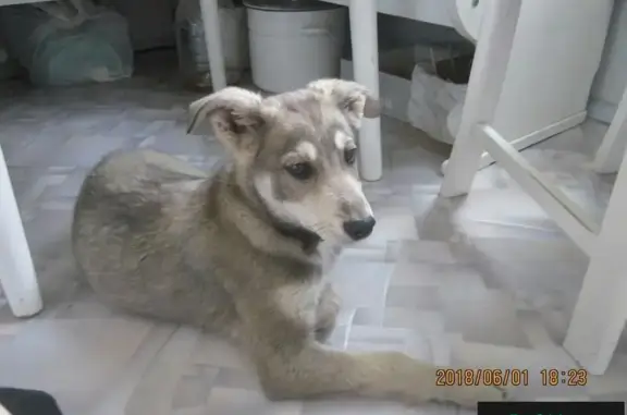 Найден щенок возле дома 38 по Комсомольскому проспекту в Челябинске