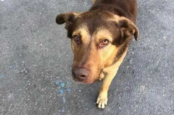Собака найдена в Новокосино, ищем старых хозяев!