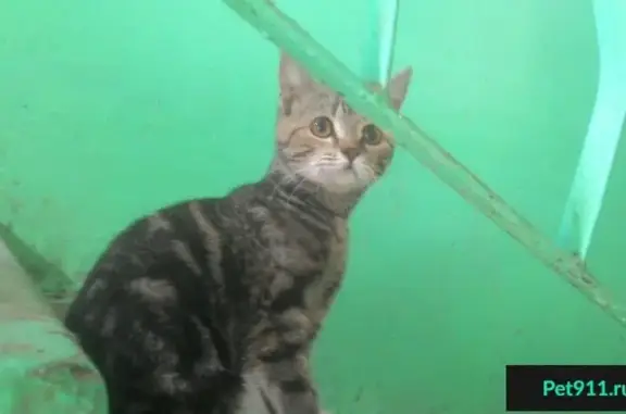 Найдена кошка с поврежденной лапкой в Красноярске