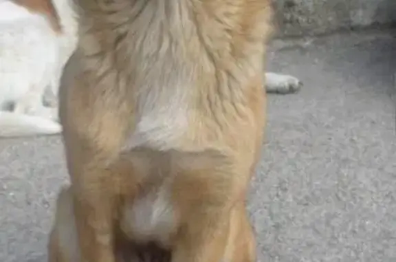 Пропали две стерильные собаки в Балаклаве, Севастополь! #собаки@sevanimals #пропал@sevanimals