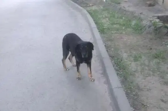 Найден пёс в Ростове, ищем хозяев