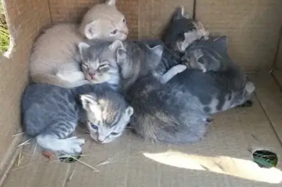Найдена ручная кошка и 6 котят в Севастополе