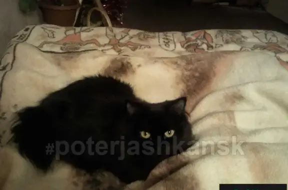 Пропала кошка на ул. Жуковского в Заельцовском районе