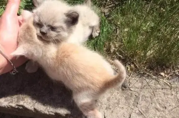 Найдена породистая кошка с котятами в Белгороде