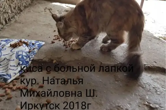 Найдена кошка нуждается в помощи, передержка в Иркутске, требуется сбор средств и помощь в корме и наполнителе