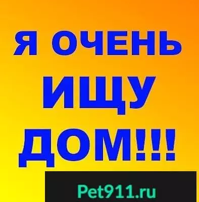 Собака ищет дом в Муроме, Владимирская область