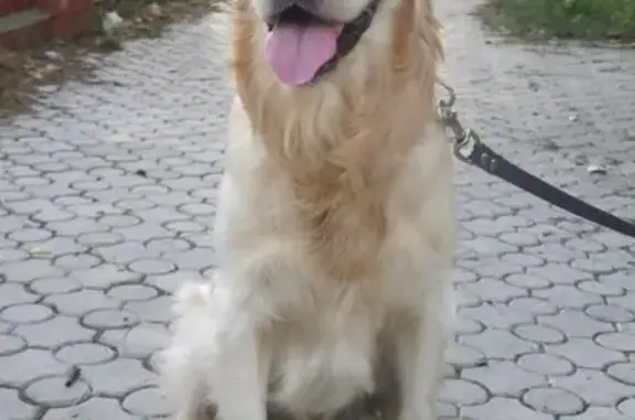 Пропала собака в Сызрани, ул. Победы, 68