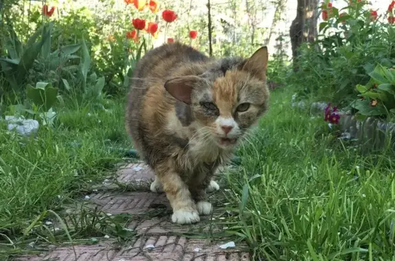 Пропала кошка в Твери на Ломоносова переулке