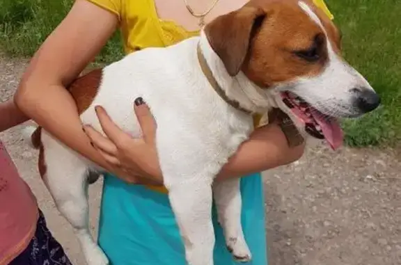 Найдена собака в Липецке, ищем хозяев