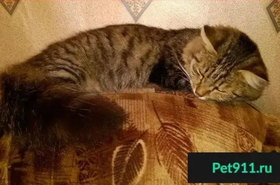 Пропала кошка в Запруде, Пермь - бусый кот с пушистым хвостом.
