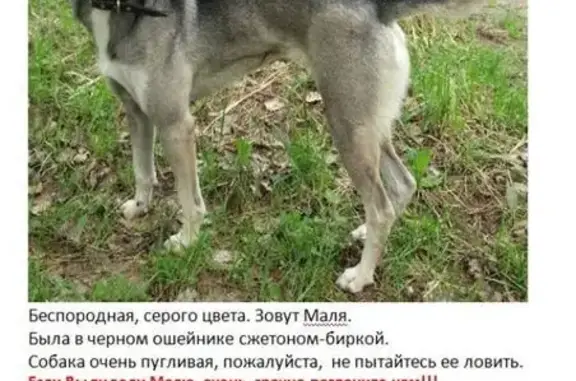 Пропала собака в Подольске, помогите найти!