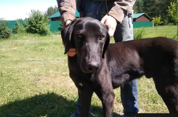 Найден пес с травмой в деревне Старчики, Тамбов.