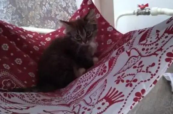 Найдена кошка Кашира, ищет семью в Ступино