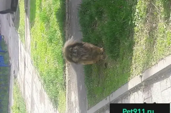 Пропала собака на ул. 2-ой Рабочей, Томск