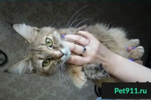 Пропала кошка в Москве: котенок-подросток, темно-медный окрас, зеленые глаза.