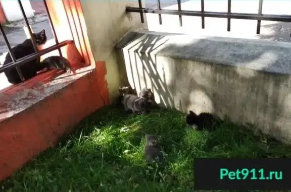 Пропала кошка на ул. К. Маркса в Сергиевом Посаде