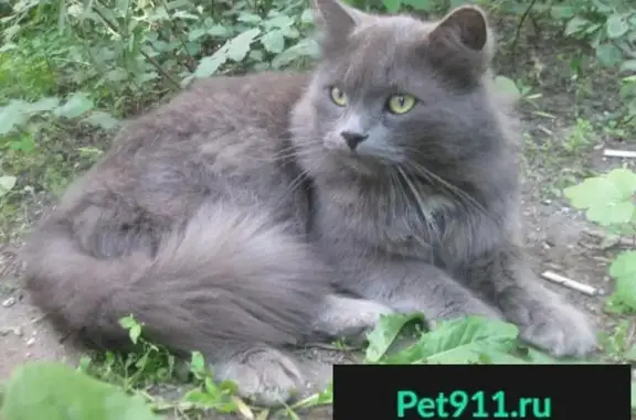 Найден кот на Челобитьевском шоссе в Москве