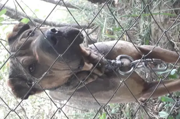 Найдена породистая собака в Белореченске, Краснодарский край