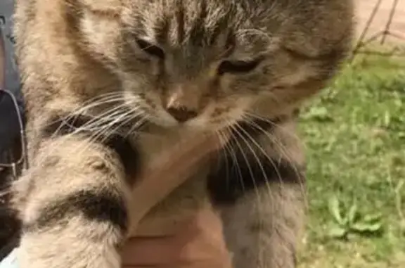 Найдена кошка в Хохловском переулке