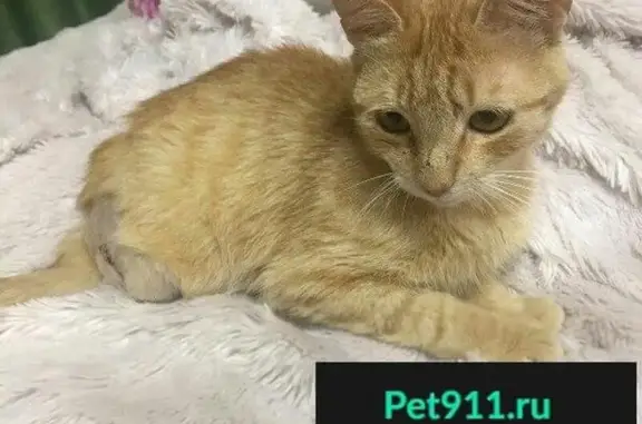 Найден кот в Санкт-Петербурге