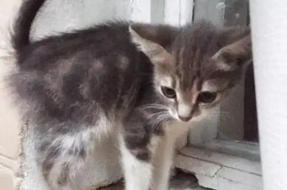 Найдена кошка в Батайске, Ростовская область