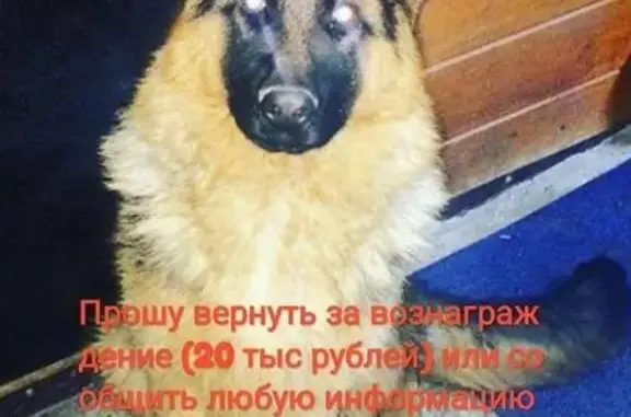 Пропала немецкая овчарка в районе Инзенской-Шолмова, Ульяновск