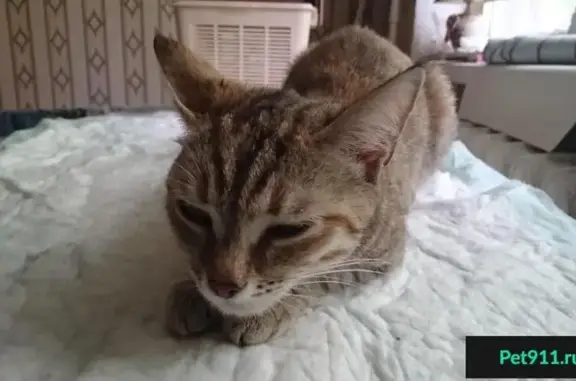 Найдена кошка в Магнитогорске #кошки@zoocity_m