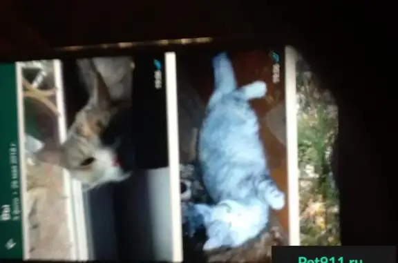 Кошки потеряшки, Татищево, фото: Потеряшка кошка в Дмитровском районе МО