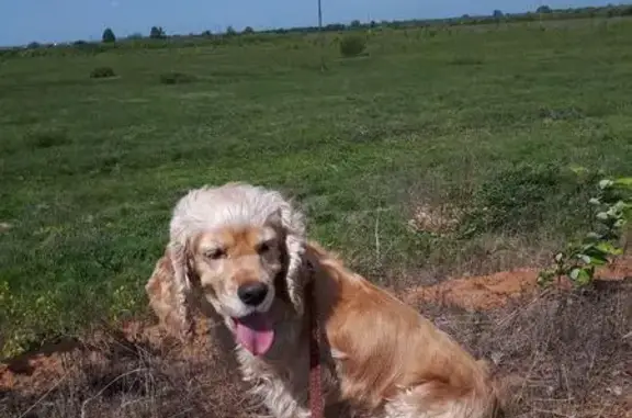 Пропала собака Мила на ул. Некрасова, Йошкар-Ола
