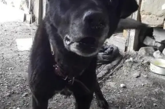 Найдена собака Рекс ищет дом в Челябинске