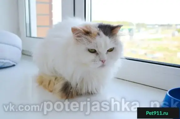 Найдена кошка Матильда, г. Новосибирск