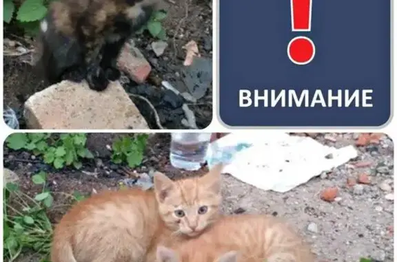 Найдены котята в Гурьевске, нужен дом!