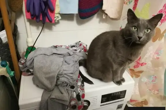 Кошки потеряшки, СНТ Дружное-3, фото: Потеряшка кошка в Всеволожском рн, СНТ Дружное-3