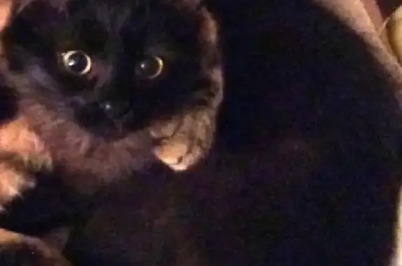 Пропала черная кошка на Амурской, 16к1