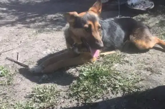 Найдена собака в Кемерово, похожа на щенка овчарки