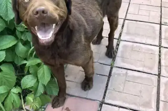 Найден щен лабрадора в Москве, жилой комплекс Баркли Медовая Долина