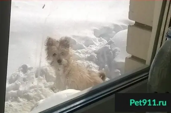 Пропала собака ГАСТОН в Авиастроительном районе, Казань