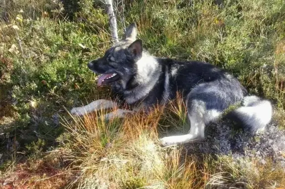 Пропала собака в Цигломенском округе Архангельска