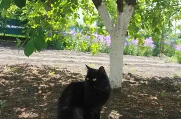 Пропала кошка в Темрюке, 30.05.2018, со стороны Славянска