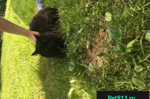 Пропала черная кошка, найдена возле Глобуса