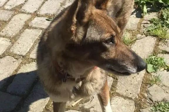 Найдена собака в Серпухове, ищем хозяев