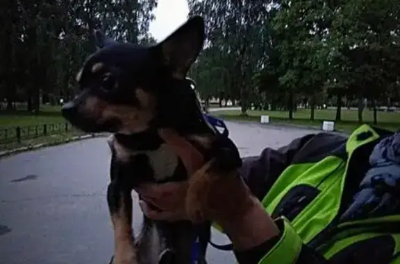 Найдена собака в СПб, Кировский район, тел.